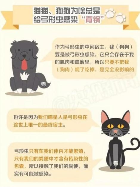猫咪弓形虫检测_猫咪弓形虫检测方法-第1张图片-后鲨宠物 猫咪弓形虫检测_猫咪弓形虫检测方法-第1张图片-后鲨宠物
