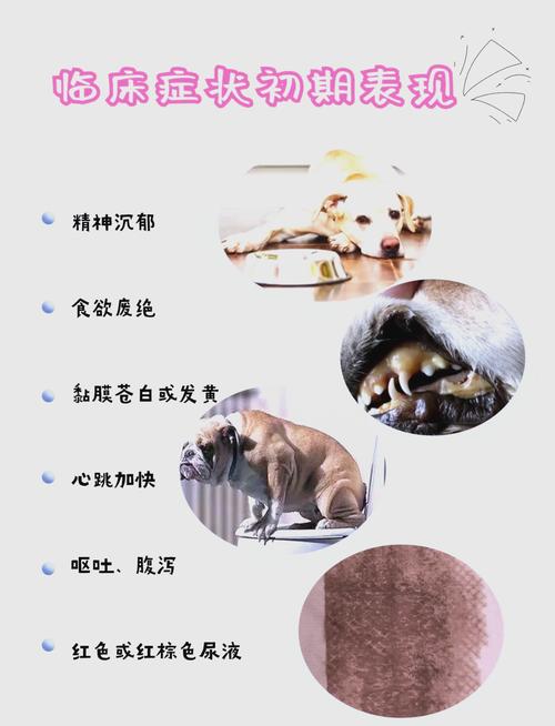 狗狗能吃洋葱吗,狗吃洋葱的补救办法-第1张图片-后鲨宠物 狗狗能吃洋葱吗,狗吃洋葱的补救办法-第1张图片-后鲨宠物