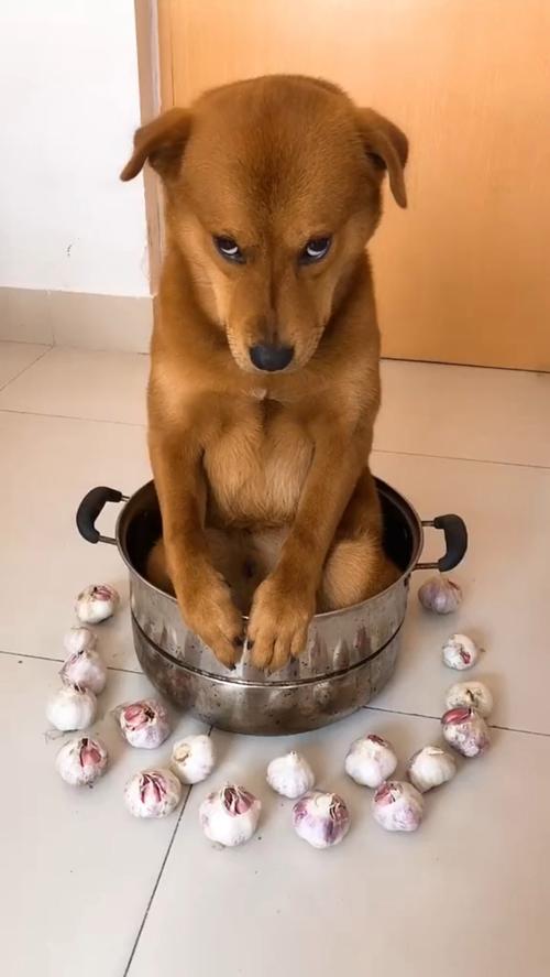 狗狗能吃洋葱吗,狗吃洋葱的补救办法-第4张图片-后鲨宠物 狗狗能吃洋葱吗,狗吃洋葱的补救办法-第4张图片-后鲨宠物