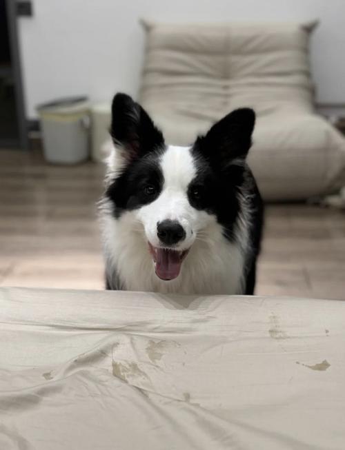 狗狗能吃洋葱吗,狗吃洋葱的补救办法-第6张图片-后鲨宠物 狗狗能吃洋葱吗,狗吃洋葱的补救办法-第6张图片-后鲨宠物