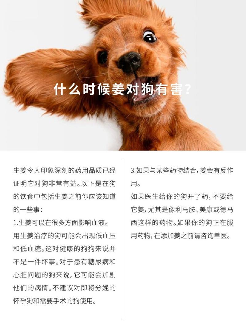 狗狗能吃生姜吗_狗狗能吃生姜吗会中毒吗-第1张图片-后鲨宠物 狗狗能吃生姜吗_狗狗能吃生姜吗会中毒吗-第1张图片-后鲨宠物