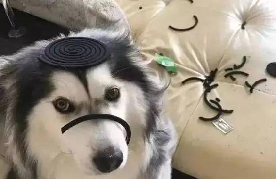 蚊香对狗狗有危害吗,蚊香对狗狗有没有影响?-第2张图片-后鲨宠物 蚊香对狗狗有危害吗,蚊香对狗狗有没有影响?-第2张图片-后鲨宠物