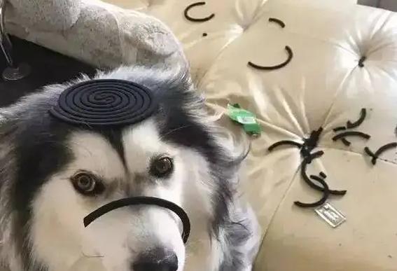 蚊香对狗狗有危害吗,蚊香对狗狗有没有影响?-第4张图片-后鲨宠物 蚊香对狗狗有危害吗,蚊香对狗狗有没有影响?-第4张图片-后鲨宠物