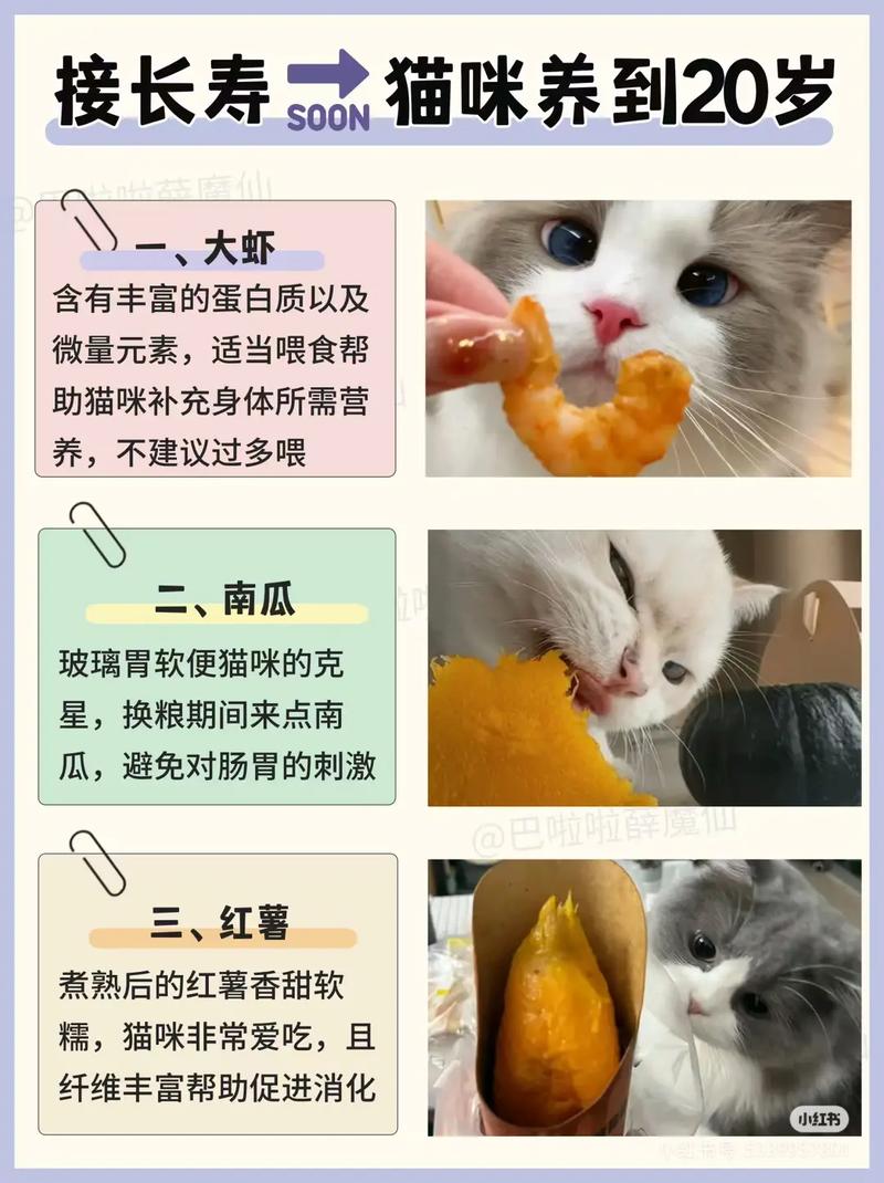猫咪除了猫粮还能吃什么_猫为什么喜欢吃猫粮-第2张图片-后鲨宠物 猫咪除了猫粮还能吃什么_猫为什么喜欢吃猫粮-第2张图片-后鲨宠物