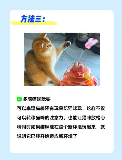 猫咪怎么托运到外地_猫咪怎么托运到外地去-第3张图片-后鲨宠物 猫咪怎么托运到外地_猫咪怎么托运到外地去-第3张图片-后鲨宠物