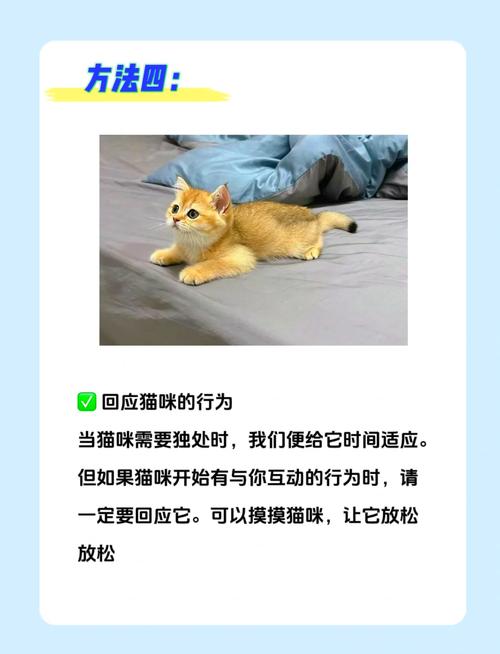 猫咪怎么托运到外地_猫咪怎么托运到外地去-第4张图片-后鲨宠物 猫咪怎么托运到外地_猫咪怎么托运到外地去-第4张图片-后鲨宠物