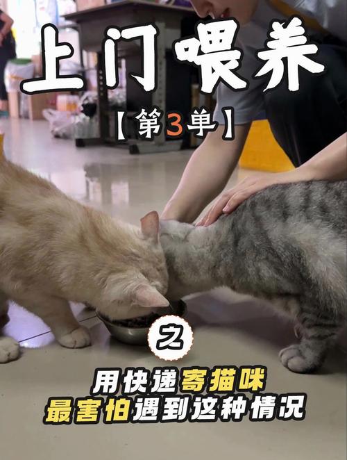 猫咪怎么托运到外地_猫咪怎么托运到外地去-第5张图片-后鲨宠物 猫咪怎么托运到外地_猫咪怎么托运到外地去-第5张图片-后鲨宠物