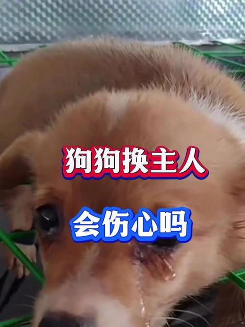 狗狗换主人会怎么样,狗换主人会不会不吃东西?-第1张图片-后鲨宠物 狗狗换主人会怎么样,狗换主人会不会不吃东西?-第1张图片-后鲨宠物