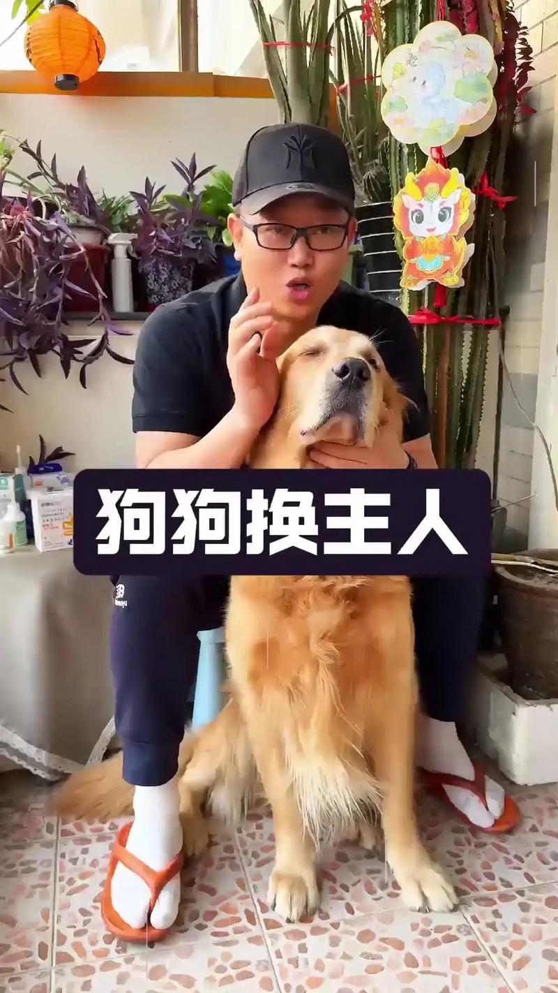 狗狗换主人会怎么样,狗换主人会不会不吃东西?-第5张图片-后鲨宠物 狗狗换主人会怎么样,狗换主人会不会不吃东西?-第5张图片-后鲨宠物