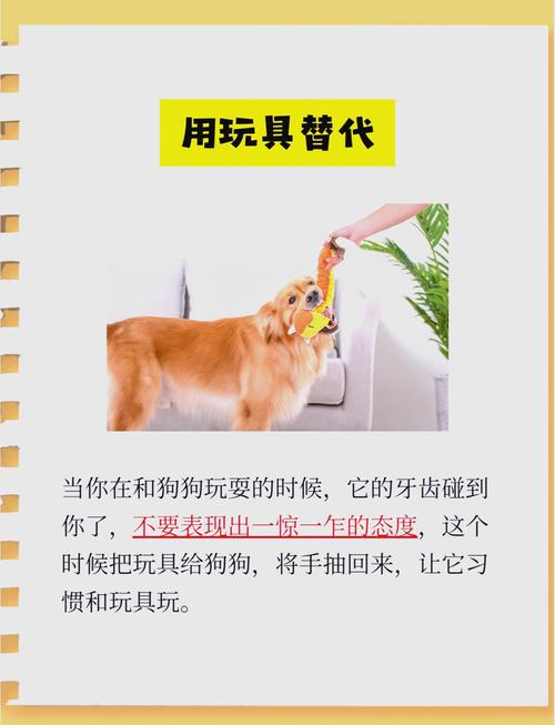 如何训练狗狗咬人_如何训练狗狗咬人力度-第1张图片-后鲨宠物 如何训练狗狗咬人_如何训练狗狗咬人力度-第1张图片-后鲨宠物