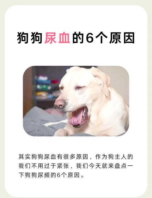 狗狗撒尿带血怎么回事_狗狗撒尿的地方出血是什么原因-第6张图片-后鲨宠物 狗狗撒尿带血怎么回事_狗狗撒尿的地方出血是什么原因-第6张图片-后鲨宠物