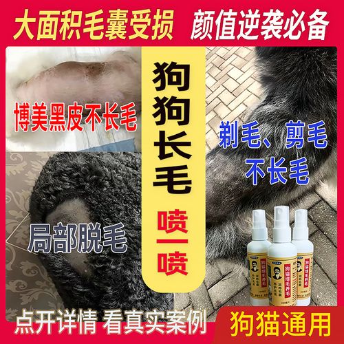狗狗毛囊受损怎么修复,狗狗毛囊受损会自行修复吗-第2张图片-后鲨宠物 狗狗毛囊受损怎么修复,狗狗毛囊受损会自行修复吗-第2张图片-后鲨宠物