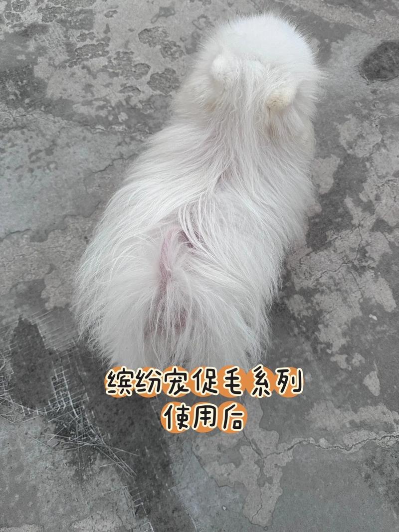 狗狗毛囊受损怎么修复,狗狗毛囊受损会自行修复吗-第3张图片-后鲨宠物 狗狗毛囊受损怎么修复,狗狗毛囊受损会自行修复吗-第3张图片-后鲨宠物