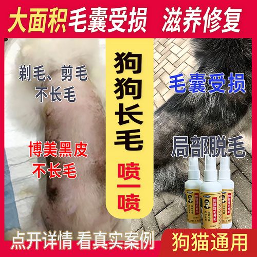 狗狗毛囊受损怎么修复,狗狗毛囊受损会自行修复吗-第5张图片-后鲨宠物 狗狗毛囊受损怎么修复,狗狗毛囊受损会自行修复吗-第5张图片-后鲨宠物