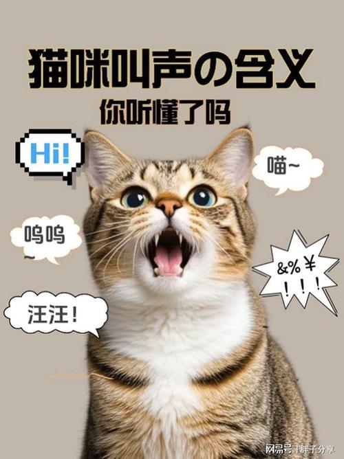猫咪嗓子哑了怎么回事,猫咪嗓子哑了怎么回事可以吃消炎药吗?-第1张图片-后鲨宠物 猫咪嗓子哑了怎么回事,猫咪嗓子哑了怎么回事可以吃消炎药吗?-第1张图片-后鲨宠物