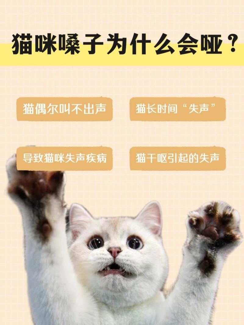 猫咪嗓子哑了怎么回事,猫咪嗓子哑了怎么回事可以吃消炎药吗?-第2张图片-后鲨宠物 猫咪嗓子哑了怎么回事,猫咪嗓子哑了怎么回事可以吃消炎药吗?-第2张图片-后鲨宠物
