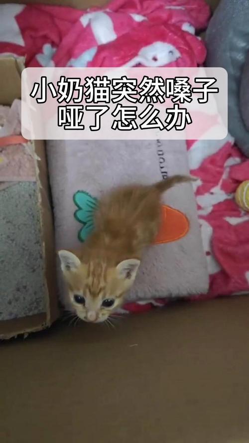 猫咪嗓子哑了怎么回事,猫咪嗓子哑了怎么回事可以吃消炎药吗?-第4张图片-后鲨宠物 猫咪嗓子哑了怎么回事,猫咪嗓子哑了怎么回事可以吃消炎药吗?-第4张图片-后鲨宠物