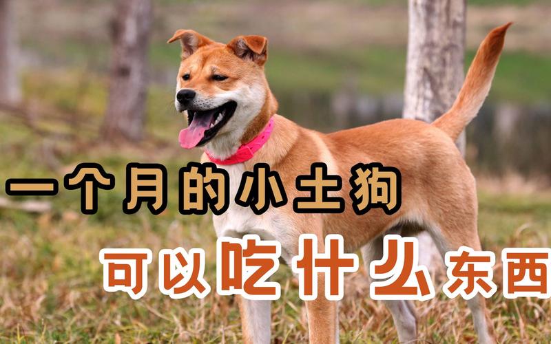 一个月的狗狗能吃什么_一个月的狗狗能吃什么东西-第5张图片-后鲨宠物 一个月的狗狗能吃什么_一个月的狗狗能吃什么东西-第5张图片-后鲨宠物