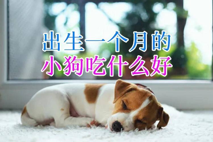 一个月的狗狗能吃什么_一个月的狗狗能吃什么东西-第6张图片-后鲨宠物 一个月的狗狗能吃什么_一个月的狗狗能吃什么东西-第6张图片-后鲨宠物