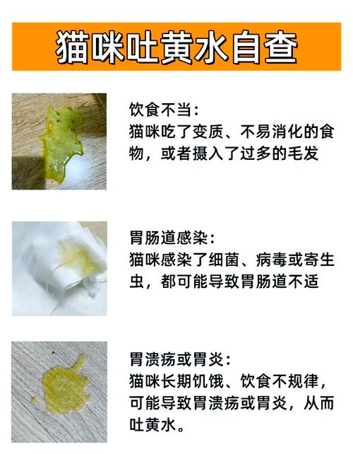 猫咪吐黄水怎么办_猫咪吐黄水怎么办严重吗-第3张图片-后鲨宠物 猫咪吐黄水怎么办_猫咪吐黄水怎么办严重吗-第3张图片-后鲨宠物