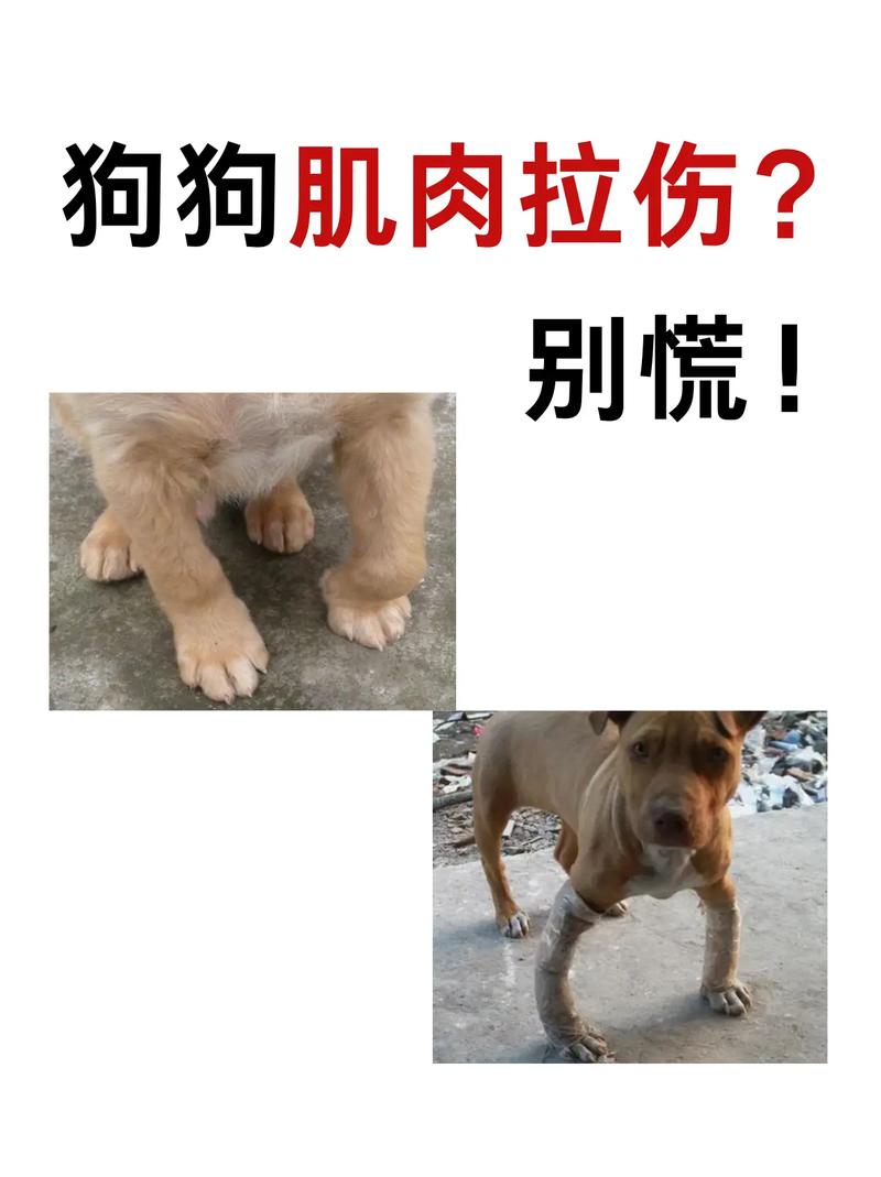 狗狗后腿肌肉拉伤表现,狗狗后腿肌肉拉伤怎么办?-第1张图片-后鲨宠物 狗狗后腿肌肉拉伤表现,狗狗后腿肌肉拉伤怎么办?-第1张图片-后鲨宠物