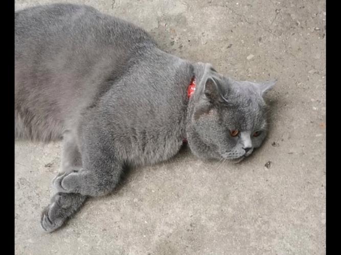 猫咪三天没拉屎_猫咪三天没拉屎而且不爱动-第4张图片-后鲨宠物 猫咪三天没拉屎_猫咪三天没拉屎而且不爱动-第4张图片-后鲨宠物