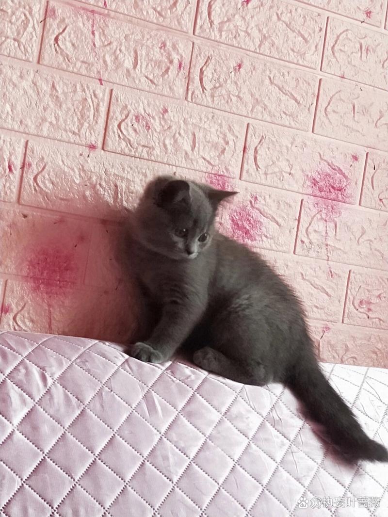 猫咪三天没拉屎_猫咪三天没拉屎而且不爱动-第5张图片-后鲨宠物 猫咪三天没拉屎_猫咪三天没拉屎而且不爱动-第5张图片-后鲨宠物