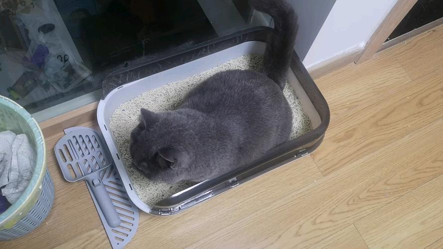 猫咪三天没拉屎_猫咪三天没拉屎而且不爱动-第6张图片-后鲨宠物 猫咪三天没拉屎_猫咪三天没拉屎而且不爱动-第6张图片-后鲨宠物