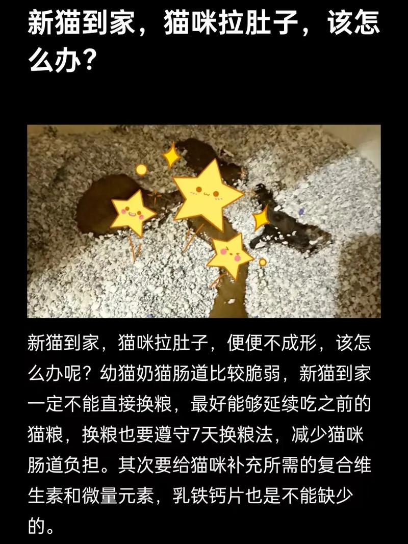 猫咪到处拉屎什么原因,猫到处拉屎是因为什么啊-第6张图片-后鲨宠物 猫咪到处拉屎什么原因,猫到处拉屎是因为什么啊-第6张图片-后鲨宠物