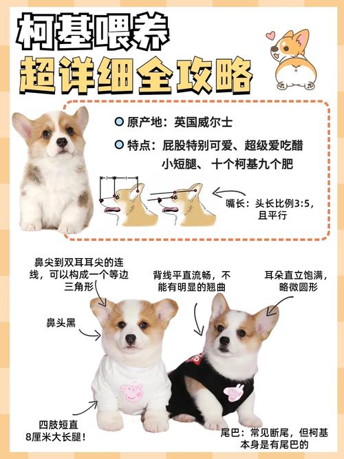 四个月的狗狗一天喂几次，四个月大的小狗一天喂几次?？-第3张图片-后鲨宠物