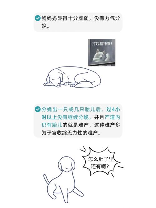 狗狗难产自己怎么处理,狗狗难产自己怎么处理好-第3张图片-后鲨宠物 狗狗难产自己怎么处理,狗狗难产自己怎么处理好-第3张图片-后鲨宠物