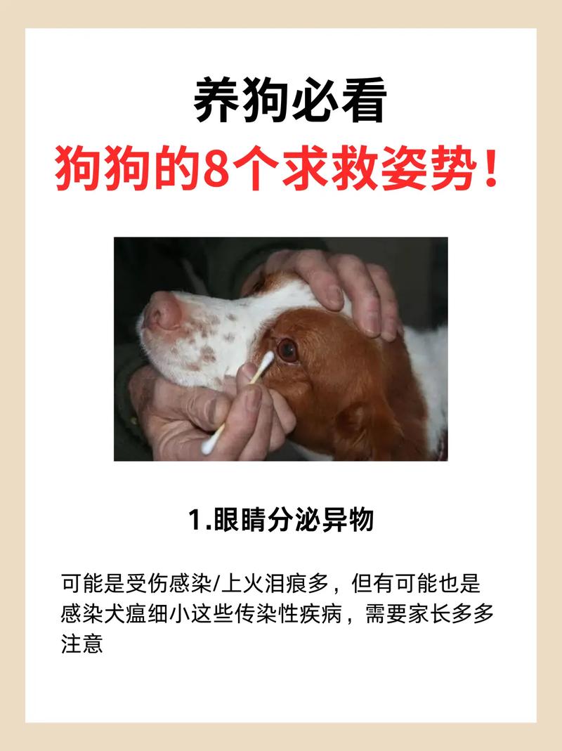 狗狗难产自己怎么处理,狗狗难产自己怎么处理好-第4张图片-后鲨宠物 狗狗难产自己怎么处理,狗狗难产自己怎么处理好-第4张图片-后鲨宠物