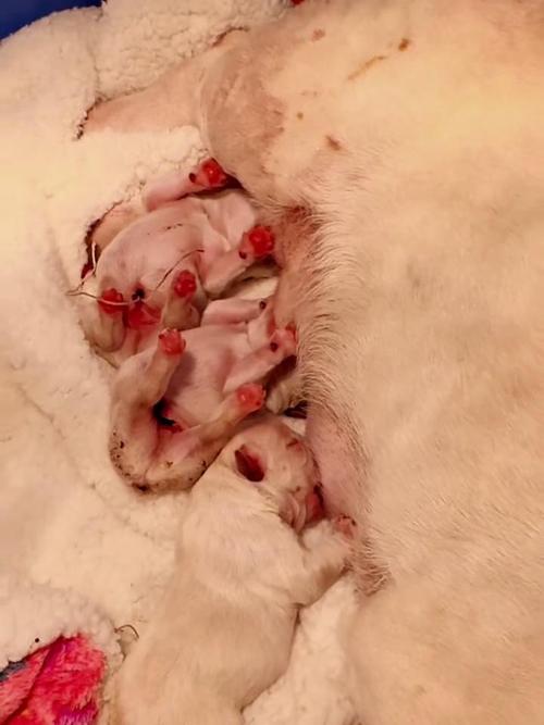 狗狗刚生完小狗怎么办,狗狗刚生完宝宝怎么护理-第3张图片-后鲨宠物 狗狗刚生完小狗怎么办,狗狗刚生完宝宝怎么护理-第3张图片-后鲨宠物