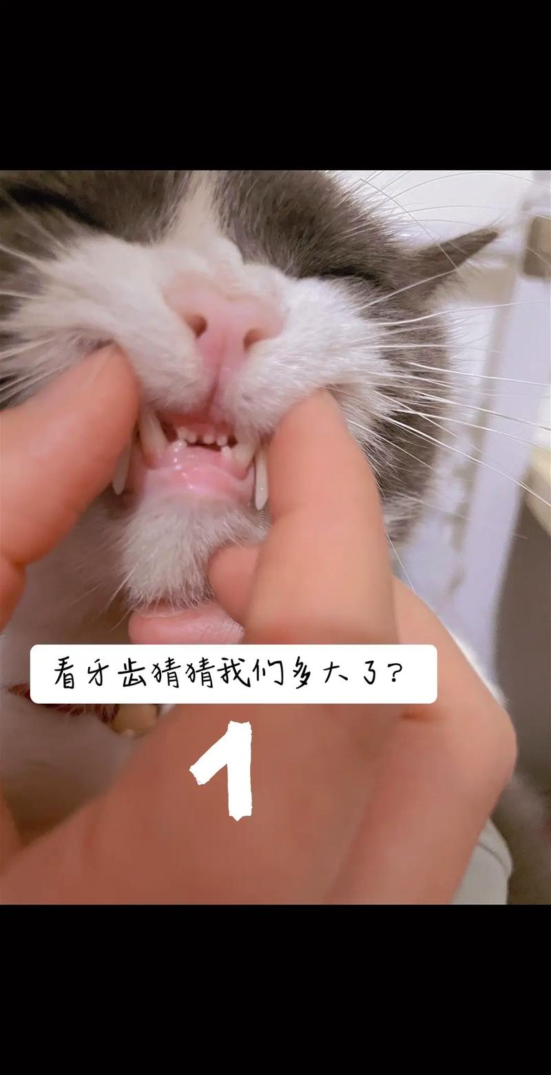 猫咪磨牙期是什么时候,猫磨牙期怎么办-第1张图片-后鲨宠物 猫咪磨牙期是什么时候,猫磨牙期怎么办-第1张图片-后鲨宠物