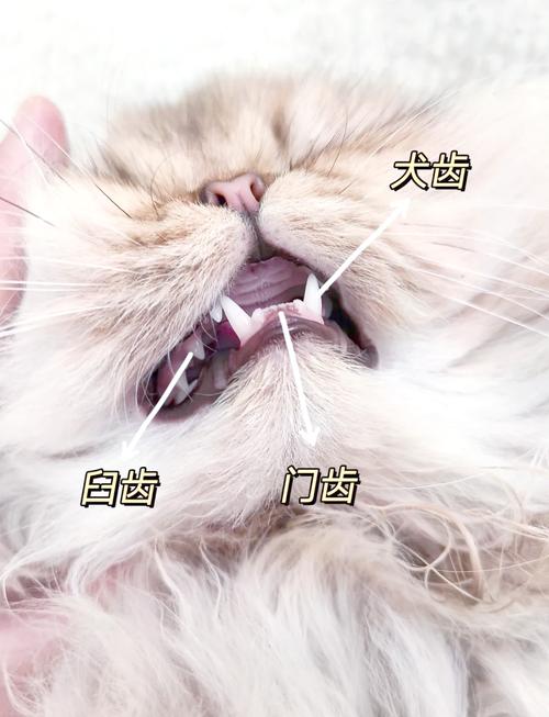 猫咪磨牙期是什么时候,猫磨牙期怎么办-第3张图片-后鲨宠物 猫咪磨牙期是什么时候,猫磨牙期怎么办-第3张图片-后鲨宠物