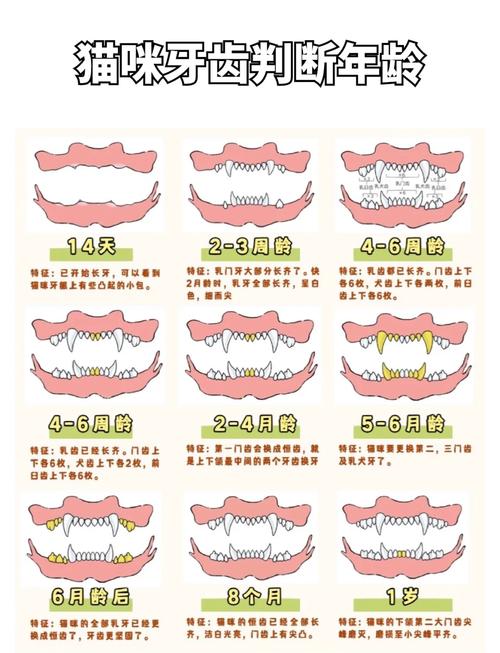 猫咪磨牙期是什么时候,猫磨牙期怎么办-第5张图片-后鲨宠物 猫咪磨牙期是什么时候,猫磨牙期怎么办-第5张图片-后鲨宠物