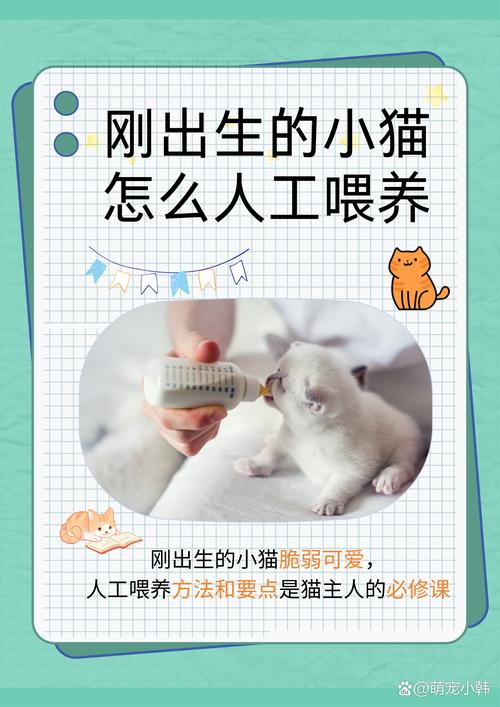 刚生的猫咪怎么喂养,刚生的小猫怎样喂养-第4张图片-后鲨宠物 刚生的猫咪怎么喂养,刚生的小猫怎样喂养-第4张图片-后鲨宠物