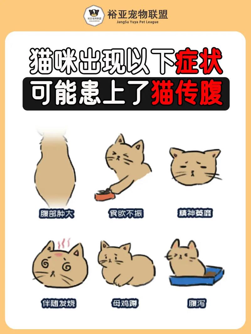 猫咪腹水是什么症状，猫咪腹水严重吗？-第2张图片-后鲨宠物