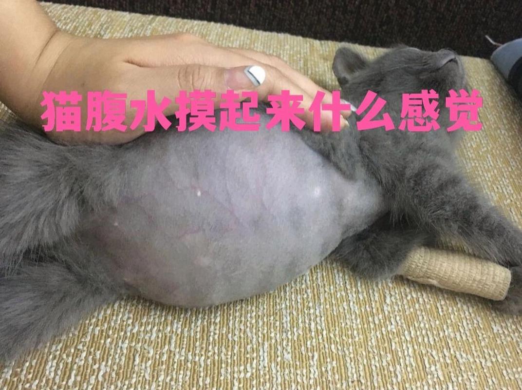 猫咪腹水是什么症状，猫咪腹水严重吗？-第5张图片-后鲨宠物