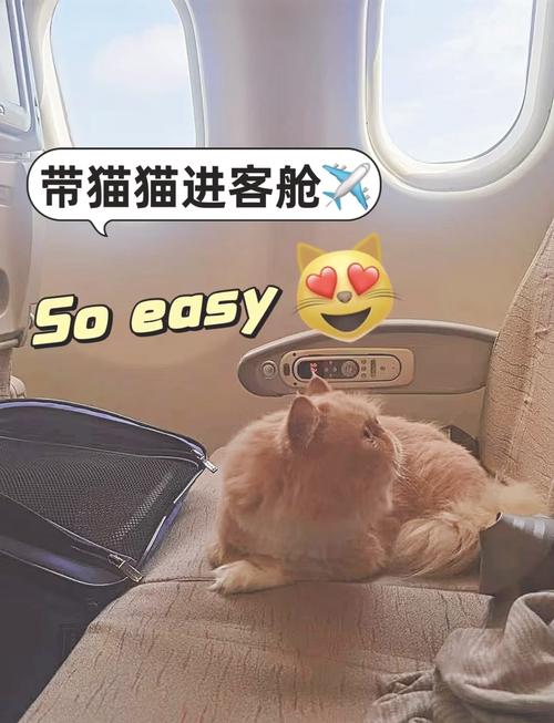坐飞机可以带猫咪吗,飞机上可以带猫吗宠物猫如何托运?-第1张图片-后鲨宠物 坐飞机可以带猫咪吗,飞机上可以带猫吗宠物猫如何托运?-第1张图片-后鲨宠物