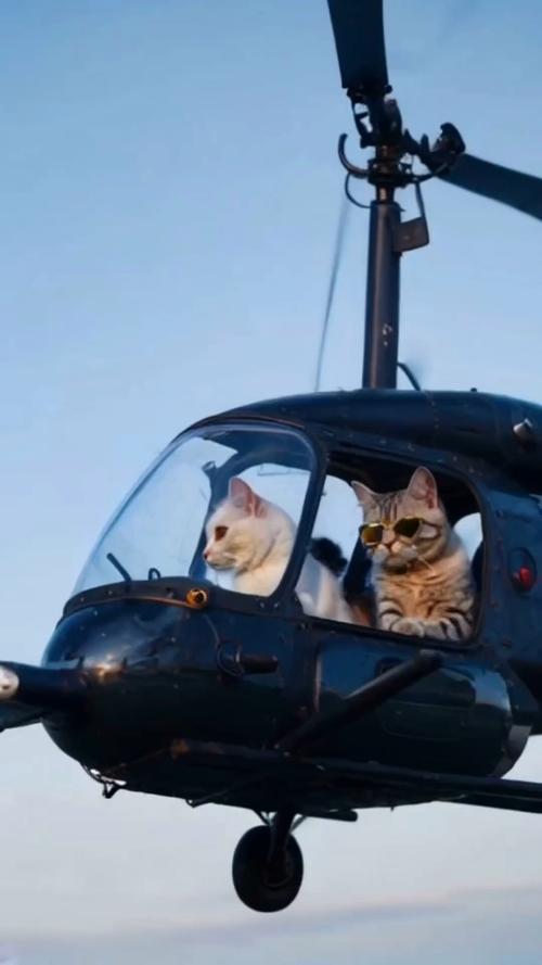 坐飞机可以带猫咪吗,飞机上可以带猫吗宠物猫如何托运?-第2张图片-后鲨宠物 坐飞机可以带猫咪吗,飞机上可以带猫吗宠物猫如何托运?-第2张图片-后鲨宠物