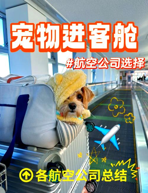 坐飞机可以带猫咪吗,飞机上可以带猫吗宠物猫如何托运?-第4张图片-后鲨宠物 坐飞机可以带猫咪吗,飞机上可以带猫吗宠物猫如何托运?-第4张图片-后鲨宠物