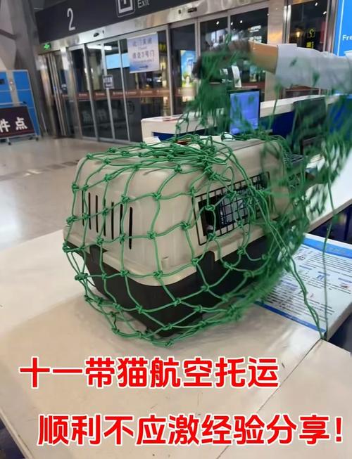 坐飞机可以带猫咪吗,飞机上可以带猫吗宠物猫如何托运?-第5张图片-后鲨宠物 坐飞机可以带猫咪吗,飞机上可以带猫吗宠物猫如何托运?-第5张图片-后鲨宠物