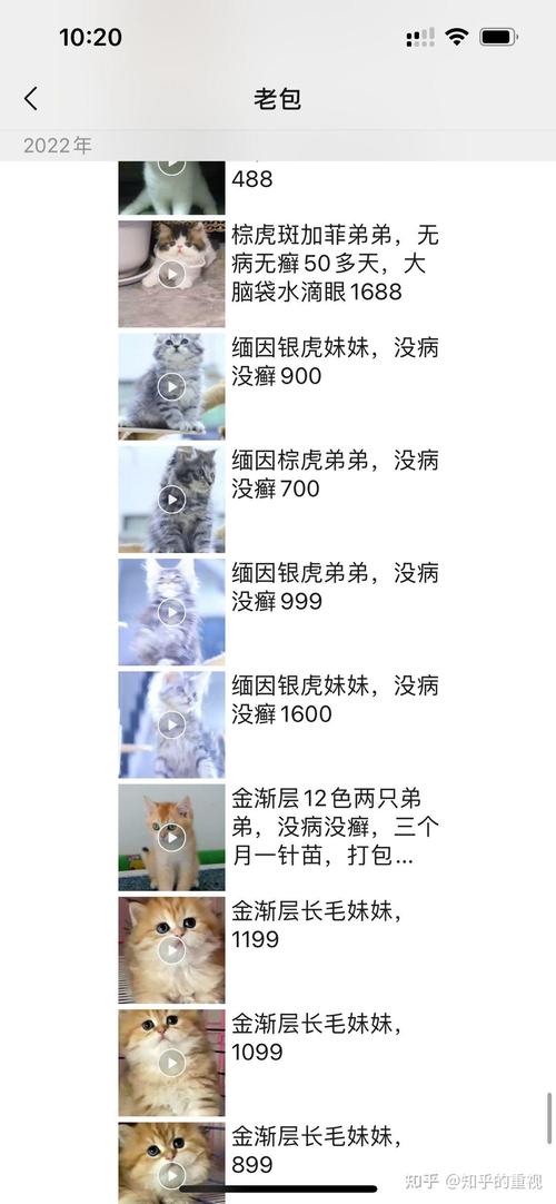 猫咪胆小怎么办,猫咪胆小咋办?-第3张图片-后鲨宠物 猫咪胆小怎么办,猫咪胆小咋办?-第3张图片-后鲨宠物