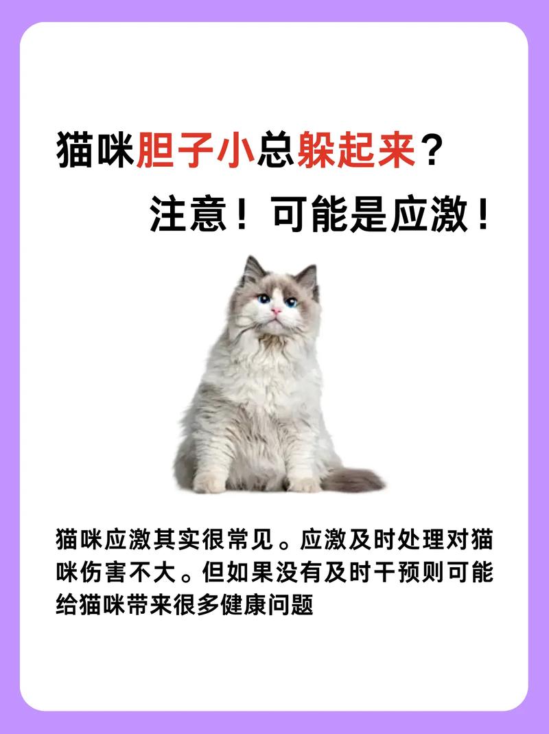 猫咪胆小怎么办,猫咪胆小咋办?-第4张图片-后鲨宠物 猫咪胆小怎么办,猫咪胆小咋办?-第4张图片-后鲨宠物