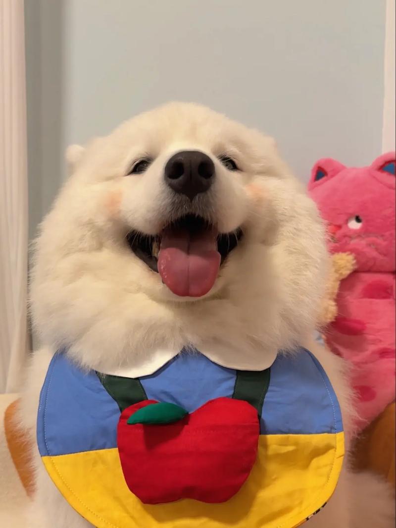 狗狗喝牛奶吐了怎么办_狗狗喝了牛奶吐了-第1张图片-后鲨宠物 狗狗喝牛奶吐了怎么办_狗狗喝了牛奶吐了-第1张图片-后鲨宠物