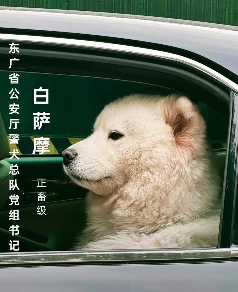 狗狗喝牛奶吐了怎么办_狗狗喝了牛奶吐了-第2张图片-后鲨宠物 狗狗喝牛奶吐了怎么办_狗狗喝了牛奶吐了-第2张图片-后鲨宠物