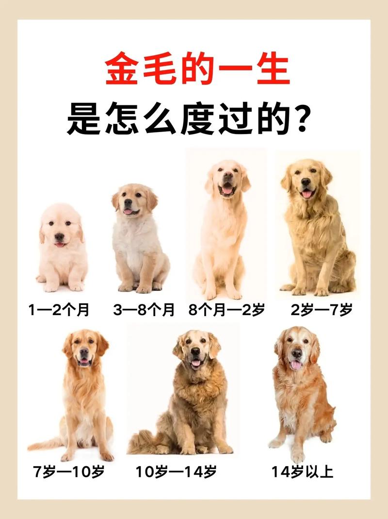 狗狗能吃黑米粥吗,狗能喝黑米粥么?-第1张图片-后鲨宠物 狗狗能吃黑米粥吗,狗能喝黑米粥么?-第1张图片-后鲨宠物