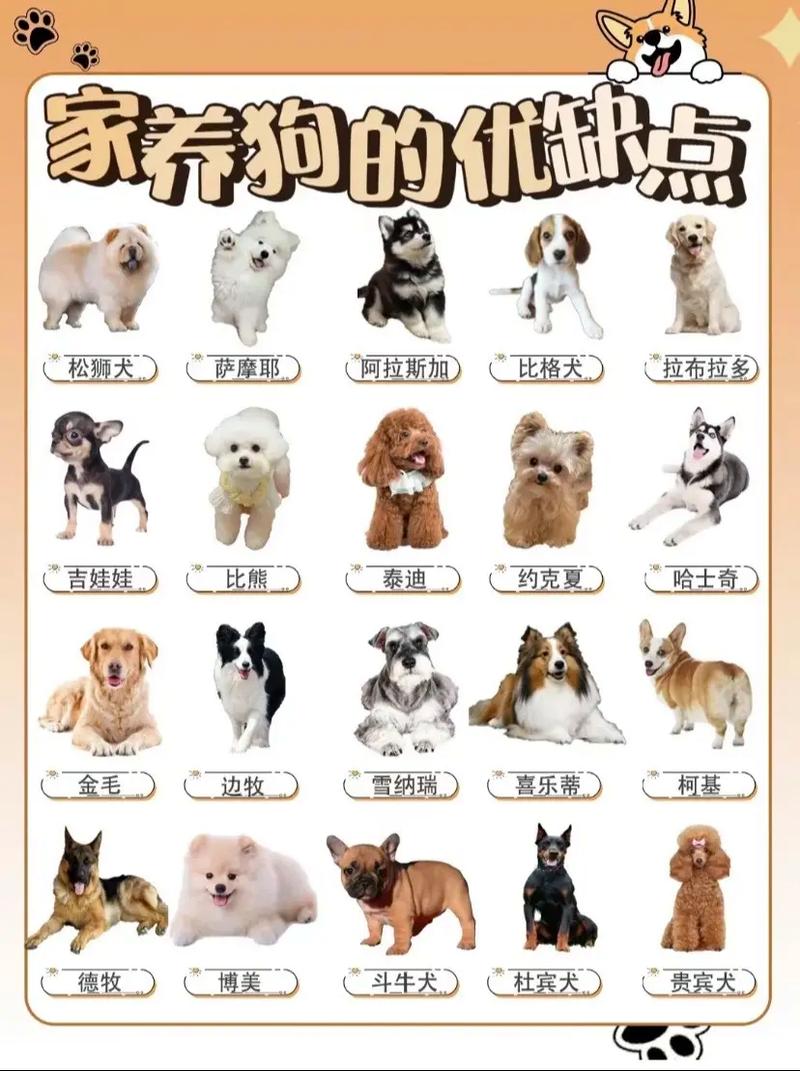 什么狗狗比较好养,什么狗狗比较好养,忠诚一点的-第4张图片-后鲨宠物 什么狗狗比较好养,什么狗狗比较好养,忠诚一点的-第4张图片-后鲨宠物