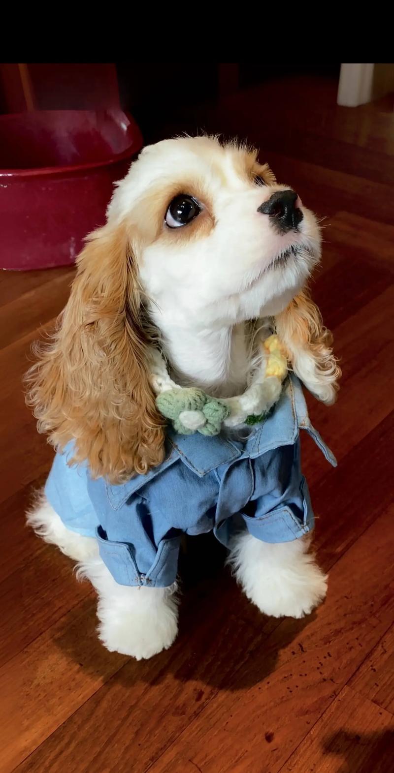 迪士尼狗狗叫什么名字_迪士尼狗狗叫什么名字查理王-第1张图片-后鲨宠物 迪士尼狗狗叫什么名字_迪士尼狗狗叫什么名字查理王-第1张图片-后鲨宠物